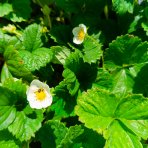 Jahoda ananásová - Pineberry (Fragaria × ananassa) ´SNOW WHITE´ - P9